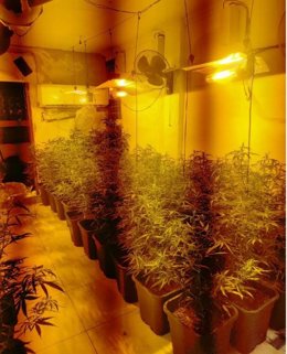 Plantación indoor desmantelada en la barriada de La Navidad de Huelva