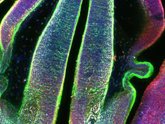 Foto: Crean el primer atlas del tálamo embrionario en ratones y revelan cómo se forman sus distintos tipos de neuronas