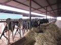 El Gobierno Vasco llama a la "tranquilidad" ante la detección del virus Shamonda en una explotación de Gipuzkoa