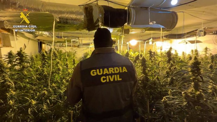 Marihuana incautada por la Guardia Civil en la provincia de Toledo.