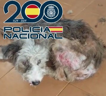 Detenida tras rescatar a 61 perros y gatos recluidos a oscuras en muebles de cocina en una casa