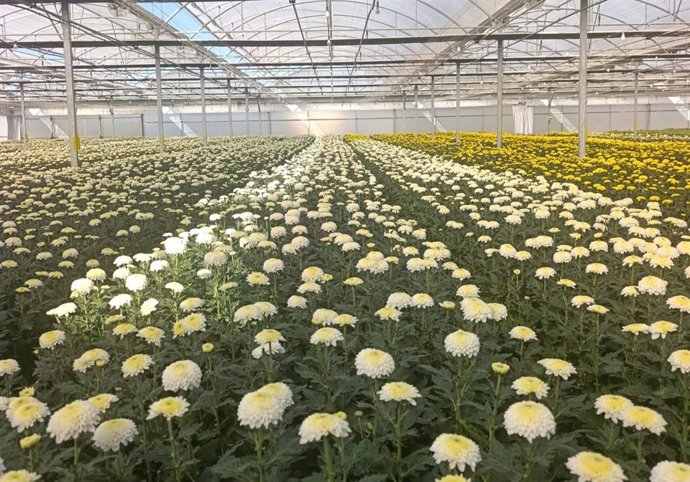 Flores en un invernadero de Chipiona, que serán destinadas a la campaña de Todos los Santos