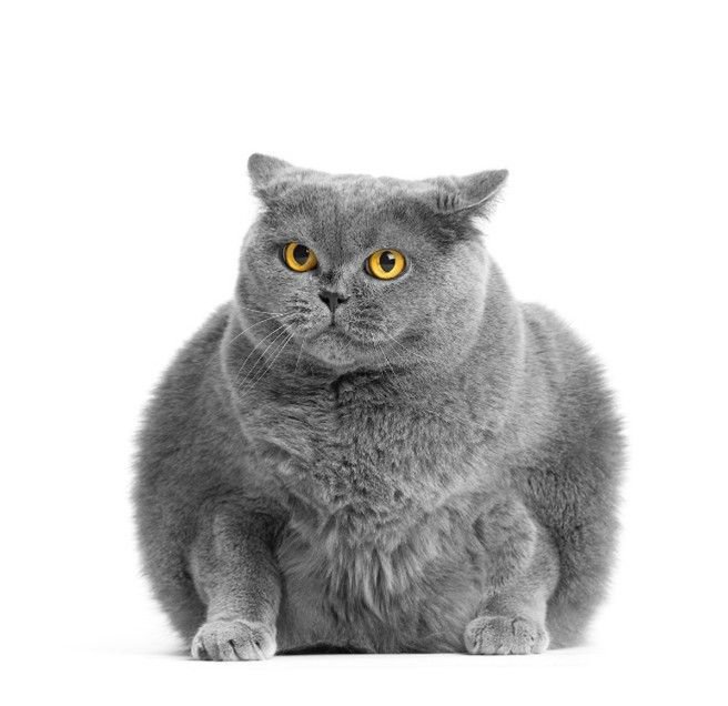 Menores tasas de sobrepeso entre gatos con dietas veganas