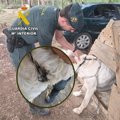 Detenido por maltrato a una perra que estaba atada con un cadena que apenas la dejaba respirar