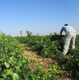 Archivo - Agricultor en el campo.