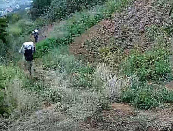 Sucesos.- Seis personas investigadas por sustraer 800 kg de papas negras de varias fincas de La Esperanza (Tenerife)