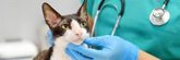 Foto: AEMPS alerta de riesgo de que las mascotas entren en contacto con fármacos tópicos de uso humano que contengan minoxidil