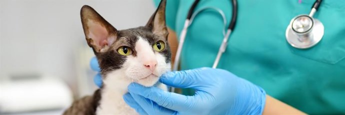 AEMPS alerta de riesgo de que las mascotas entren en contacto con fármacos tópicos de uso humano que contengan minoxidil