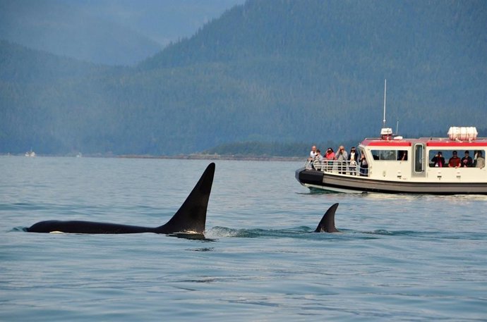 Archivo - Orcas en el Estrecho.