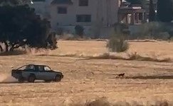La denuncia de los hechos ante la Guardia Civil iba acompañada de un vídeo en el que se puede ver como un hombre conduce de manera brusca y rápida, incluyendo cambios de trayectoria, tras un perro en una finca mientras el animal intenta eludirlo.