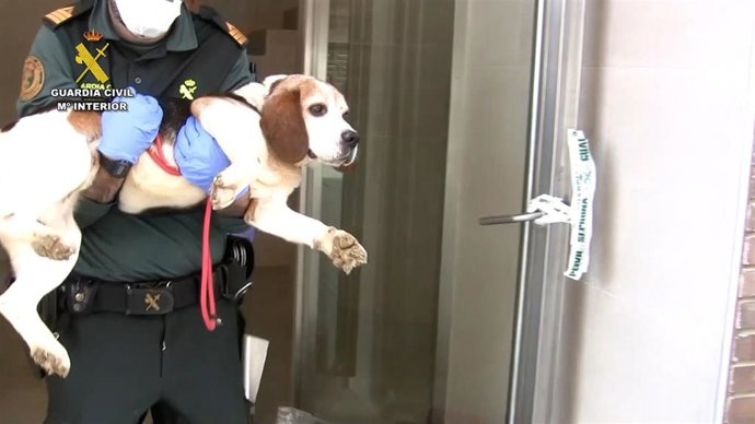 Archivo - Un agente con uno de los perros rescatados del conocido como 'criadero de los horrores' de Melgar (Burgos).