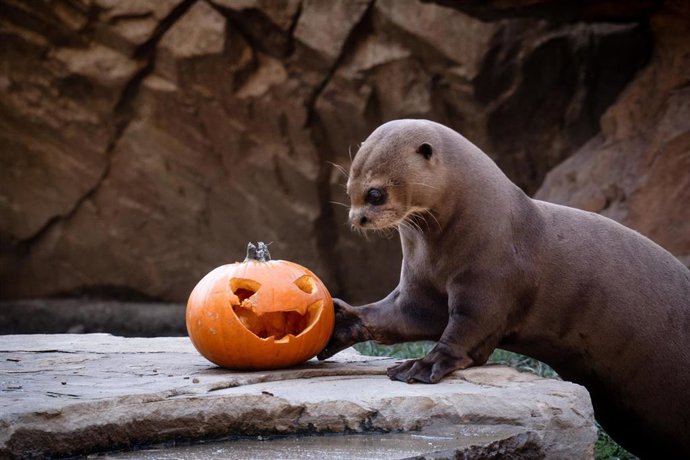 Las calabazas de Halloween llegan a Bioparc Fuengirola