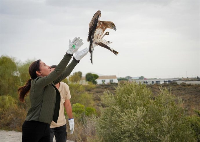 La consejera de Sostenibilidad y Medio Ambiente de la Junta de Andalucía, Fina Martínez, participa en la liberación de tres ejemplares de aves rapaces en El Puerto de Santa María (Cádiz). A 27 de octubre. 