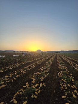 Archivo - Labores en el campo