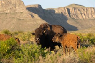 Archivo - Bison El Carmen Nature Reserve - Melissa Groo