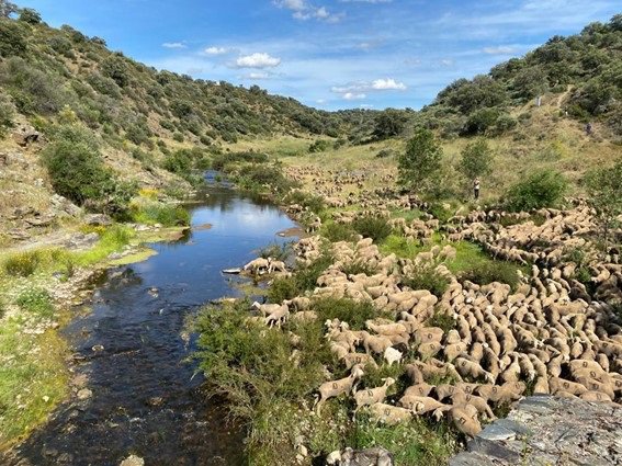 El Gobierno refuerza la protección de más de 11.390 kilómetros de vías pecuarias para preservar la trashumancia.