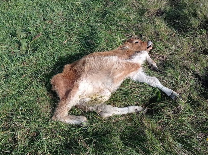 Ternero muerto por ataque del lobo en Tineo.
