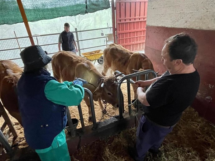 Veterinarios en una ganadería de Asturias.