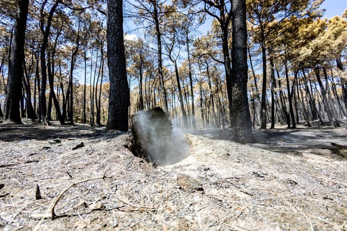 Archivo - Instalaciones del camping Fuente Helecha afectadas por el fuego, a 6 de agosto de 2026, en Casavieja, Ávila, Castilla y León (España). Casavieja fue uno de los municipios que se vio afectado por las llamas durante el incendio forestal de Burgoho