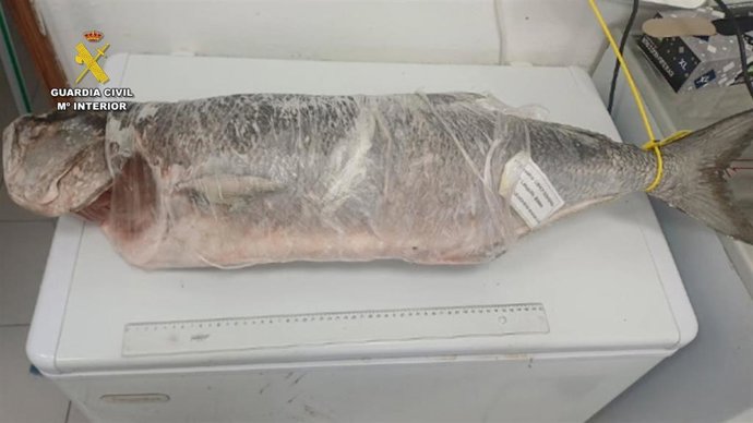 Lubina incautada en una operación de la Guardia Civil contra el robo de pescado en una piscifactoría del sur de Gran Canaria