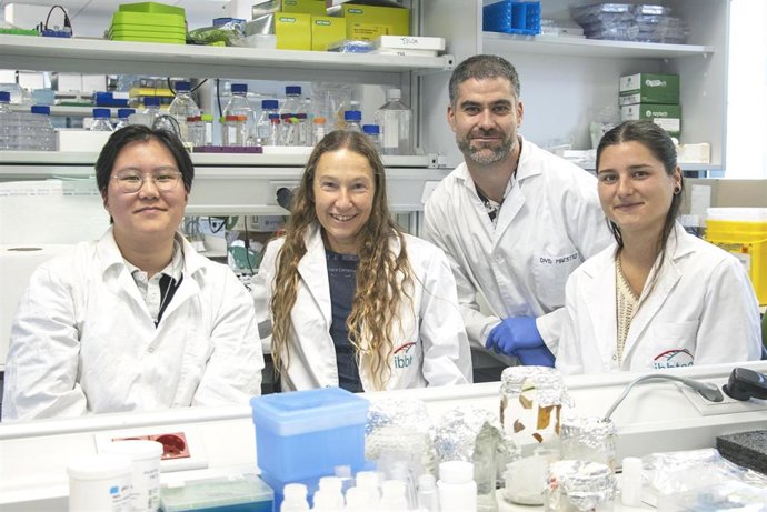 De izquierda a derecha: los investigadores Diana H. Panchuelo, Ana V. Villar, David Maestro y Celia Atalaya, en los laboratorios del grupo FIBROHEART