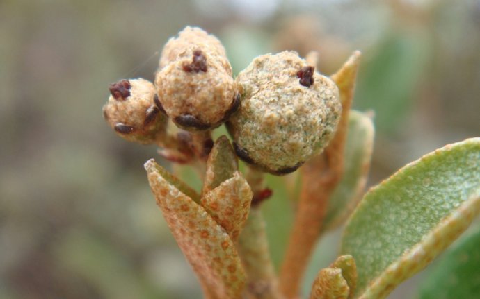 Archivo - Imagen de Croton imbricatus que tras su estudio pasaría a formar parte de la sección 'Eutropia'.