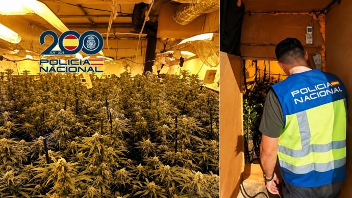 Plantación de marihuana en el interior de un cuarto de aperos situado en la zona de Monte Algaida en Sanlúcar de Barrameda (Cádiz)