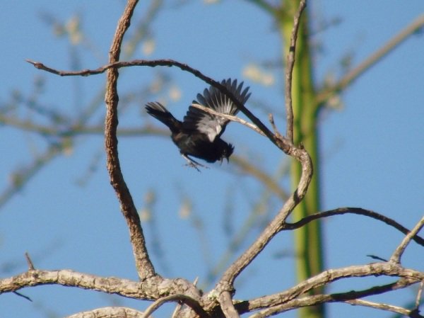 Semillero volatinero ('Volatinia jacarina') durante un salto.