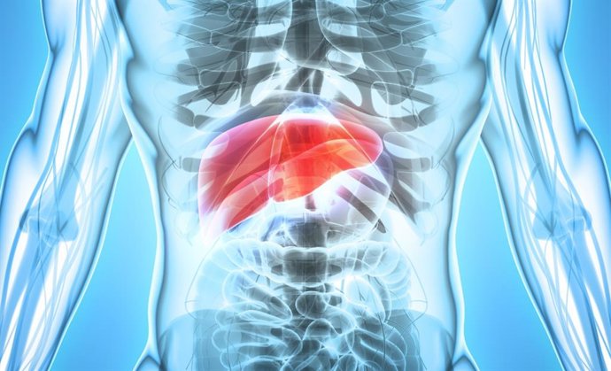 Archivo - Una Investigación Del Csic Propone Una Vía Más Eficaz Para Tratar Un Cáncer De Hígado Muy Agresivo