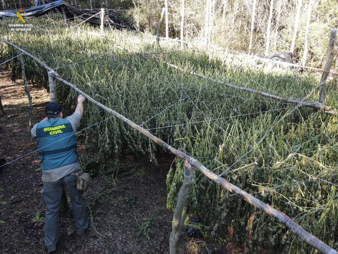 Plantació de marihuana desmantellada a Vilopriu (Girona)