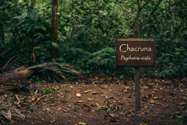 Rainforest Expeditions